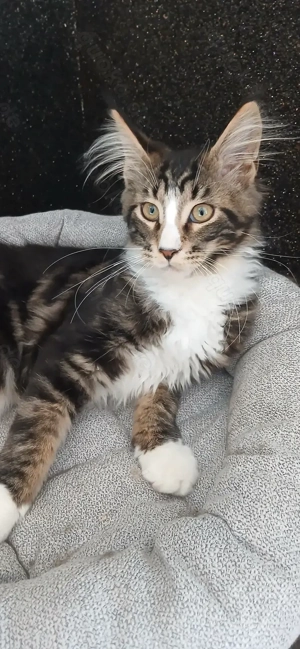 4 süße Maine Coon Kitten Mädchen suchen neues Zuhause
