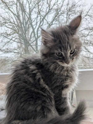  Maine Coone Kitten Katze Mädchen 