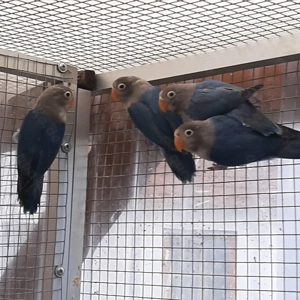 Biete junge Agaporniden ( Schwarzköpfchen ) von 3 Monaten an