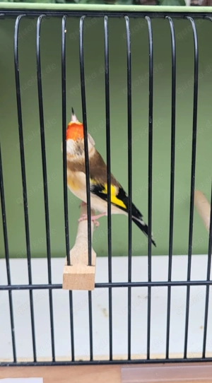 1) Stieglitz Major Hahn 2024