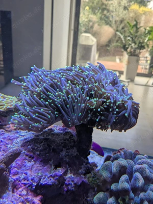 Euphyllia black torch Ableger 