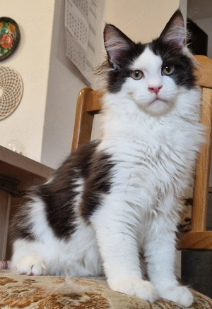 Wunderschöne Boy mit Stammbaum. 