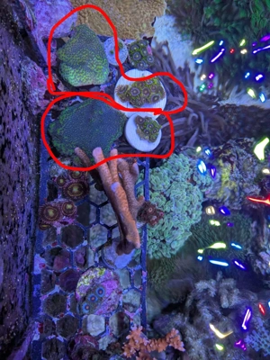 Korallen Ableger Set Monti und Zoa 