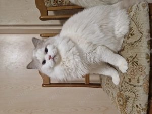 Ragdoll Boy 8 mon.kastriert m.P.