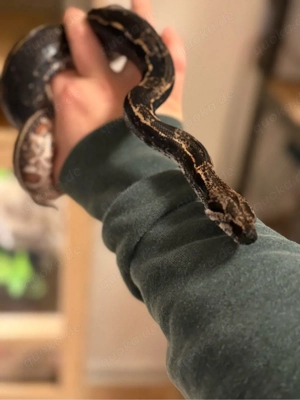 Hypo IMG Jungle het Anery