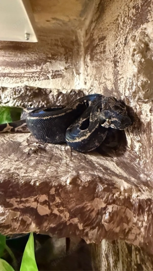 BCI 1.0 Hypo IMG Jungle het. Anery