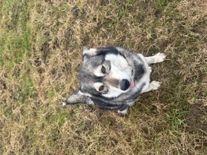 Hündin 7 Jahre alt Australien Shepherd x Husky Mischling Bild 2