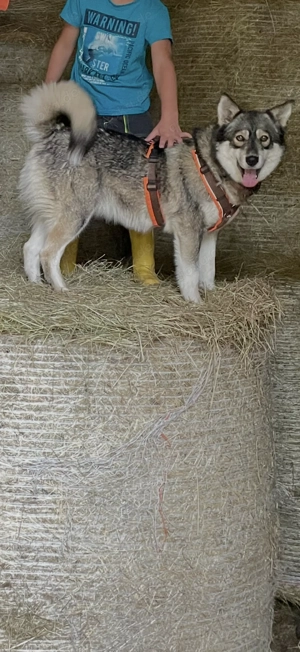 Hündin 7 Jahre alt Australien Shepherd x Husky Mischling Bild 3