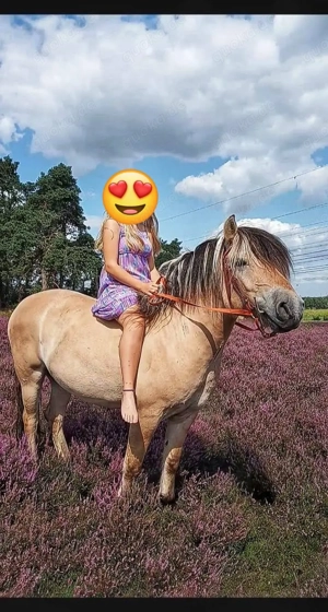 Western gerittener Norweger   Fjord zu verkaufen