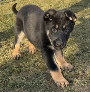    SÜSSE Deutsche Schäferhund Hündin   14 Wochen   Abgabebereit!   