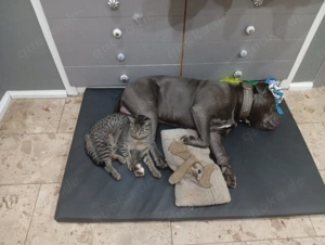 OEB Amarican Bulldog Mix Bild 2