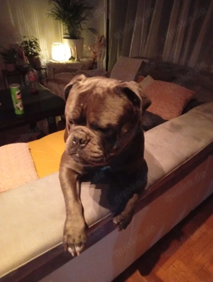 OEB Amarican Bulldog Mix Bild 4
