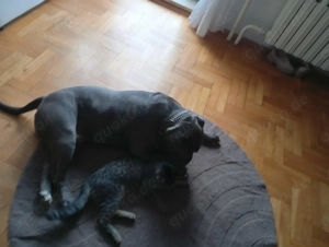 OEB Amarican Bulldog Mix Bild 5