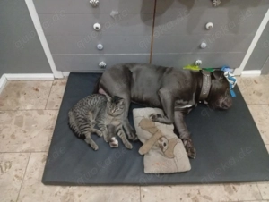 OEB Amarican Bulldog Mix Bild 3