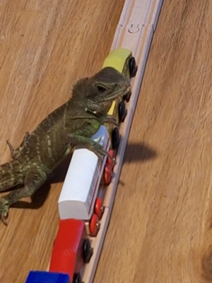 Wassergame zu verkaufen in guten Händen 