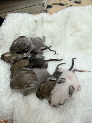 Degu-Babyalarm - sie sind da     