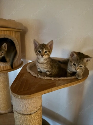 Bengal Abesinier Kätzchen 