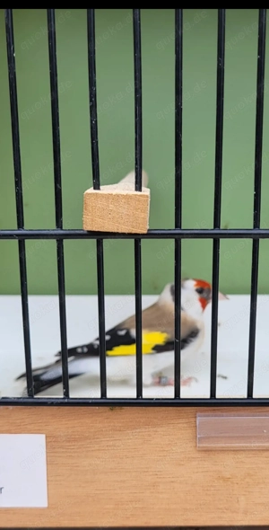 4) Stieglitz Major Hahn 2025