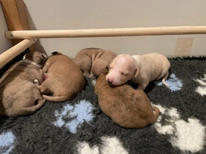 Whippet-Welpen zu verkaufen