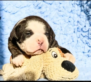 American Bulldog Welpen