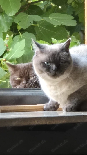 BKH Kater Britisch Kurzhaar
