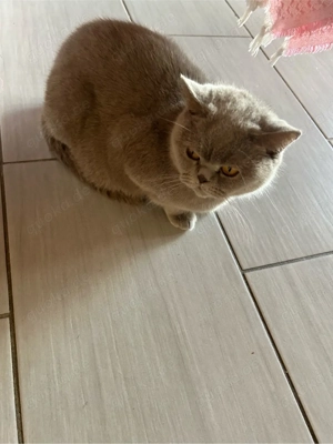 BKH Katze Britisch Kurzhaar