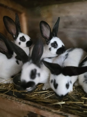 Süße Deutsche Riesenschecken Kaninchen Mädels