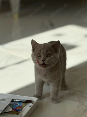 bkh kitten abgabe bereit 