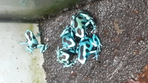Dendrobates Auratus el Cope