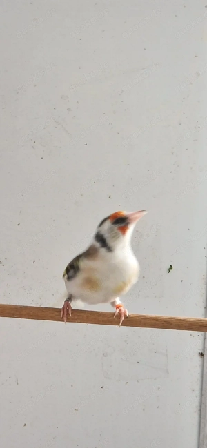 stieglitz sciarpato schecke 1.0