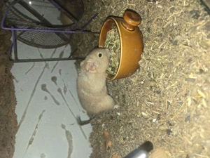 Degus zu verschenken 