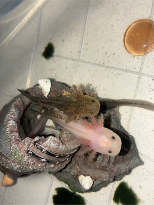 Axolotl Jungtiere
