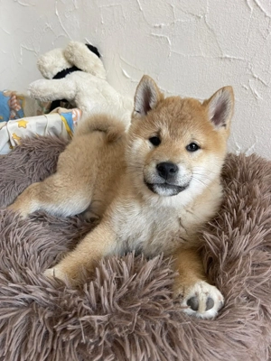 Shiba Inu Welpen