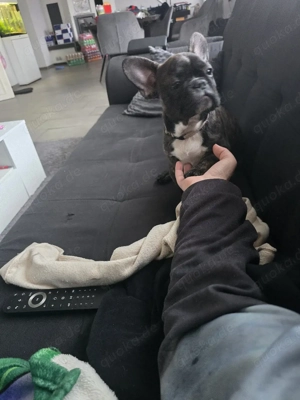 hund sucht neues zuhause