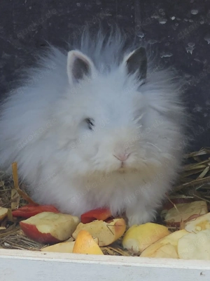 Teddy zwergkaninchen abzugeben 