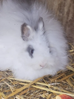 Teddys mit oder ohne stall 