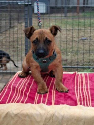     Nemo sucht sein Körbchen    