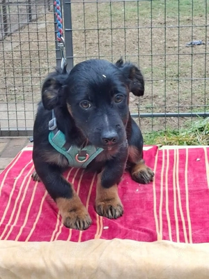     Tapsie sucht ein Zuhause    