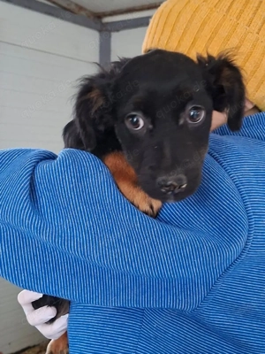     Tapsie sucht ein Zuhause    