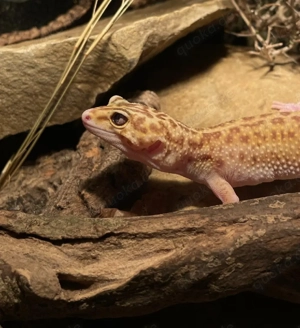 0.1 Leopardgecko 2012 Eubelpharis Macularius Bild 2