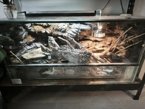 0.1 Leopardgecko 2012 Eubelpharis Macularius Bild 3