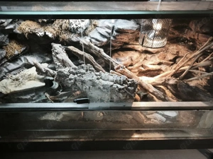 0.1 Leopardgecko 2012 Eubelpharis Macularius Bild 4