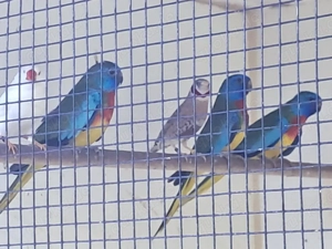 Bourkesittiche Glanzsittiche Schmucksittiche abzugeben 