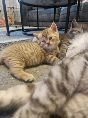 Bkh bären tabby 2 mädels suchen noch dürfen reserviert werden