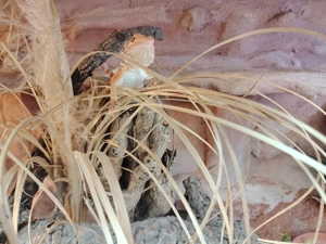 Farbbartagamen Mädels suchen ein schönes neues Zuhause 