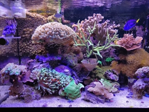 Meerwasserauflösung, Korallen