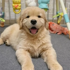 Golden Retriever welpen