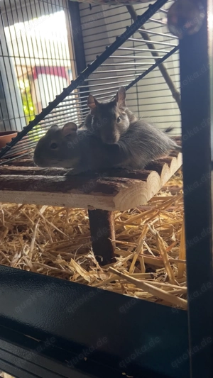 2 Degu Männchen suchen ein neues Zuhause 