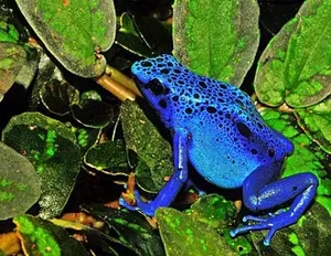Suche Dendrobates Azureus oder leucomelas(bolivar)