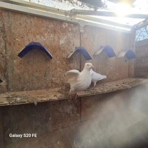 ich habe kosovarische Tauben zu verkaufen